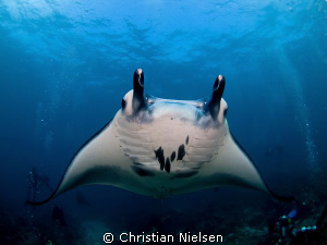 Manta Ray with divers on a great dive with World Diving o... by Christian Nielsen 